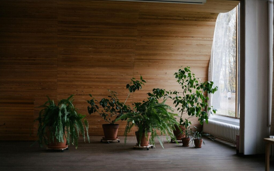 Enhancing Your New Home With Stylish Indoor Greenery 
